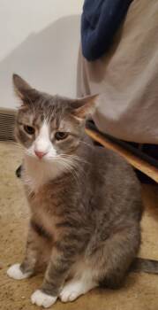 Rescue Domestic Short Hair Cats for Adoption in Sioux City, Iowa - Starbucks | PetCurious