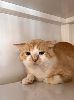 Shortstop -  Domestic Short Hair Cat for Adoption in Memphis, Tennessee - Shortstop | PetCurious