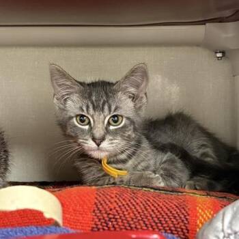 Se7en -  Domestic Short Hair Cat for Adoption in Mentor, Ohio - Se7en | PetCurious
