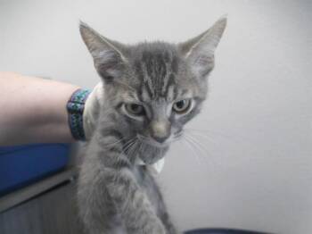 A384870 -  Domestic Short Hair Cat for Adoption in Ocala, Florida - A384870 | PetCurious