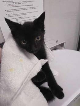 Minecraft -  Domestic Short Hair Cat for Adoption in Sevierville, Tennessee - Minecraft | PetCurious