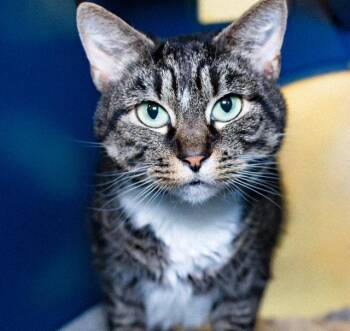 Domestic Short Hair Cats Available for Adoption in Boston, Massachusetts - LYLA | PetCurious