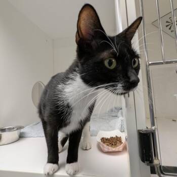 Moon -  Domestic Short Hair Cat for Adoption in Philadelphia, Pennsylvania - Moon | PetCurious
