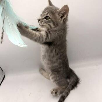 Domestic Short Hair Cats Available for Adoption in Springfield, Missouri - String Bean | PetCurious