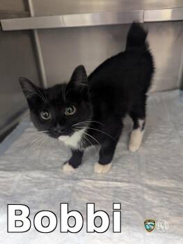 Domestic Short Hair Cats Available for Adoption in Rocky Mount, North Carolina - Bobbi | PetCurious