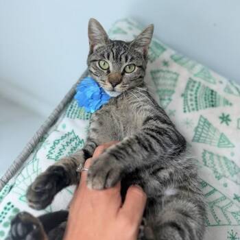 Peppa -  Tabby Cat Available for Adoption in Coral Gables, Florida - Peppa | PetCurious