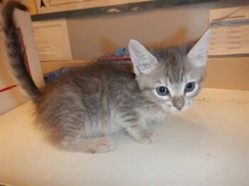 A1406905 -  Domestic Short Hair Cat for Adoption in San Jose, California - A1406905 | PetCurious