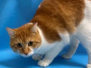 Pippin -  Domestic Short Hair Cat for Adoption in Golden Valley, Minnesota - Pippin | PetCurious