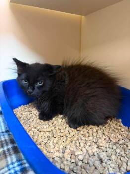 Macaroni -  Domestic Long Hair Cat for Adoption in Sebastian, Florida - Macaroni | PetCurious