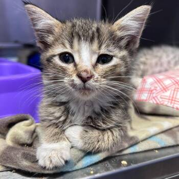 Stella -  Domestic Short Hair Cat for Adoption in Davenport, Iowa - Stella | PetCurious