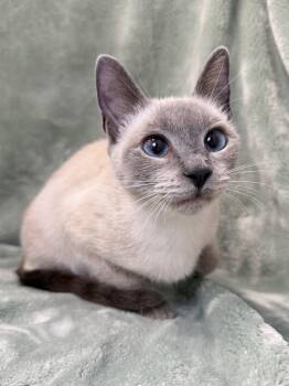 Simone -  Siamese and Domestic Short Hair Cat for Adoption in Greensboro, North Carolina - Simone | PetCurious
