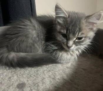 Domestic Medium Hair Cats Available for Adoption in Mississauga, Ontario - PEGASUS | PetCurious