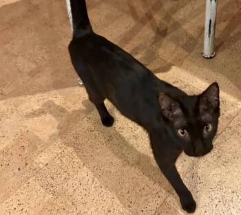 Siamese Cats Available for Adoption in Calgary, Alberta - Bagheera | PetCurious