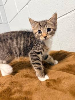 Lucario -  Domestic Short Hair Cat for Adoption in Huntington, Indiana - Lucario | PetCurious