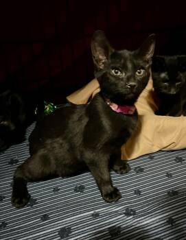 Butternut (BONDED PAIR) -  Domestic Short Hair Cat for Adoption in Bolton, Connecticut - Butternut (BONDED PAIR) | PetCurious