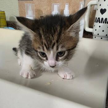 Domestic Short Hair Cats Available for Adoption in Eureka Springs, Arkansas - Caterpie | PetCurious
