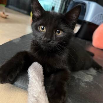 Barnacle (orange collar) -  Domestic Short Hair Cat for Adoption in Philadelphia, Pennsylvania - Barnacle (orange Collar) | PetCurious