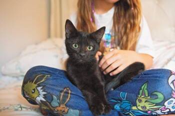 Pokemon Litter- Umbreon -  Domestic Short Hair Cat for Adoption in Seattle, Washington - Pokemon Litter- Umbreon | PetCurious