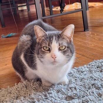 Domestic Short Hair Cats Available for Adoption - Mittens | PetCurious