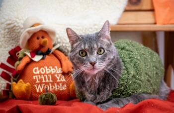 Rescue Domestic Short Hair Cats for Adoption in Sevierville, Tennessee - Nando | PetCurious