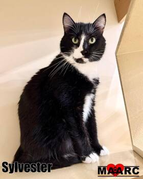 Domestic Medium Hair Cats Available for Adoption in Maryville, Tennessee - Sylvester | PetCurious