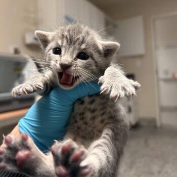 Cashew -  Domestic Short Hair Cat for Adoption in Fresno, California - Cashew | PetCurious