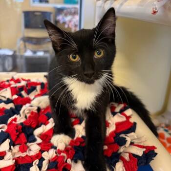 Diego -  Domestic Short Hair Cat for Adoption - Diego | PetCurious