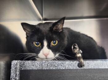 Julia -  Domestic Short Hair Cat for Adoption in New York, New York - Julia | PetCurious