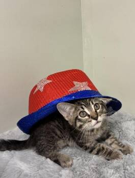 Warrior -  Domestic Short Hair Cat for Adoption in Picayune, Mississippi - Warrior | PetCurious