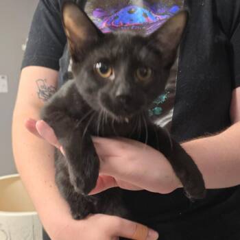 Linen -  Siamese and Domestic Short Hair Cat for Adoption in Spokane, Washington - Linen | PetCurious