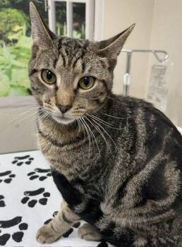 Moose -  Domestic Short Hair Cat for Adoption in Lancaster, Pennsylvania - Moose | PetCurious
