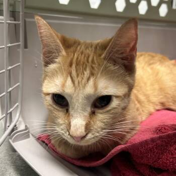 Domestic Short Hair Cats Available for Adoption - Meta | PetCurious