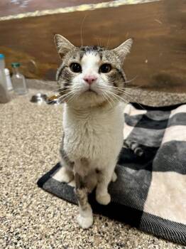 Domestic Short Hair Cats Available for Adoption - BAMBINO | PetCurious