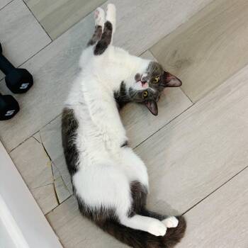 Giray -  Domestic Short Hair Cat for Adoption in Los Angeles, California - Giray | PetCurious