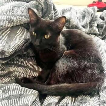 KiKi -  Domestic Short Hair Cat for Adoption in Millcreek, Utah - KiKi | PetCurious