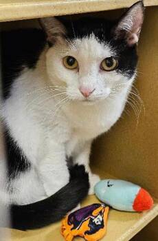 Domestic Short Hair Cats Available for Adoption - Adora | PetCurious