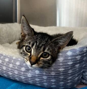 Onion -  Domestic Short Hair Cat for Adoption in Logan, Utah - Onion | PetCurious