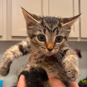 Ursula -  Domestic Short Hair Cat for Adoption in Buchanan Dam, Texas - Ursula | PetCurious
