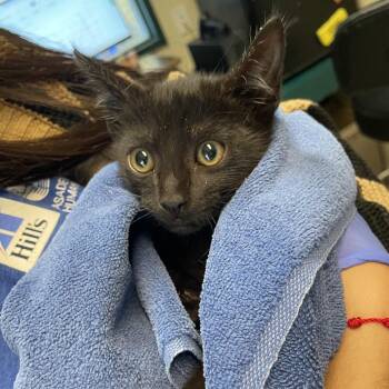 Hummus -  Domestic Short Hair Cat for Adoption in Pasadena, California - Hummus | PetCurious