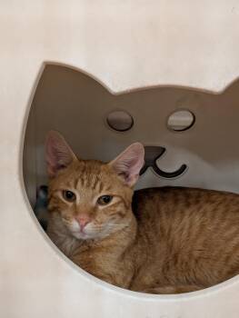 Tango -  Domestic Short Hair Cat for Adoption in Tucson, Arizona - Tango | PetCurious