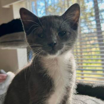 HuggyWuggy -  Domestic Medium Hair Cat for Adoption in Klamath Falls, Oregon - HuggyWuggy | PetCurious