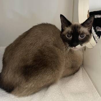 Cocoa -  Siamese Cat for Adoption in Westhampton, New York - Cocoa | PetCurious