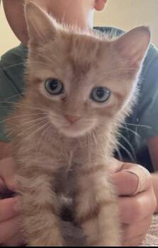 Oakley -  Domestic Short Hair Cat for Adoption in The Woodlands, Texas - Oakley | PetCurious
