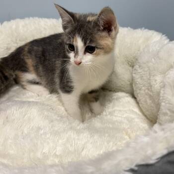 Domestic Short Hair Cats Available for Adoption in Kannapolis, North Carolina - Moana | PetCurious