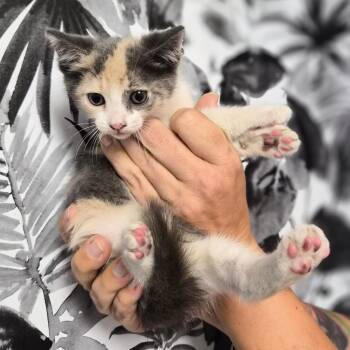 Domestic Short Hair Cats Available for Adoption in Wahiawa, Hawaii - Crystal | PetCurious
