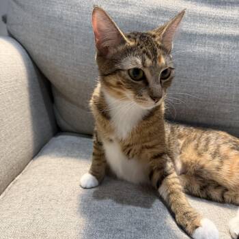 Rescue Domestic Short Hair Cats for Adoption in Bentonville, Arkansas - Queen June | PetCurious
