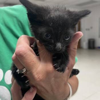 Toulouse-C -  Domestic Short Hair Cat for Adoption in East St. Louis, Illinois - Toulouse-C | PetCurious