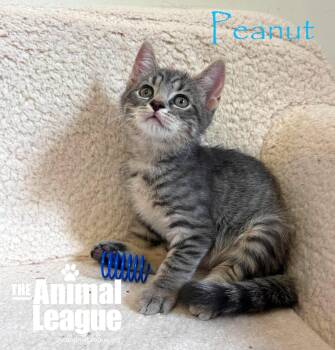 Peanut -  Domestic Short Hair Cat for Adoption in Groveland, Florida - Peanut | PetCurious