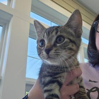 Hello Fresh -  Domestic Short Hair Cat for Adoption in Gloucester, Virginia - Hello Fresh | PetCurious