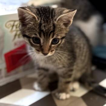 Domestic Short Hair Cats Available for Adoption in Long Beach, California - Poppy | PetCurious